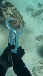 Catching grouper using clam #viralreels #holidayseason #fbreels #fishing #viralvideos | Fishing Tv