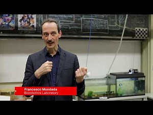 Bees and fish learn to communicate long distance – via robots