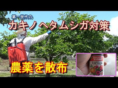 【家庭菜園】カキノヘタムシガ(第一世代)対策－柿の木に農薬を散布する－