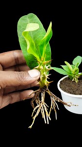 How to grow crown of thorn flower plant || Tips & tricks for home gardening //#garden #reels #shorts | DIY IndoorGarden