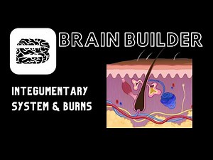 Integumentary and Burns | Real 3D Anatomy | BodyViz Brain Builder