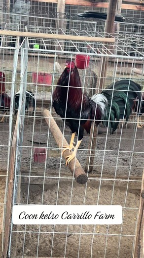 #kelsocoon#carrillofarm | animal farm