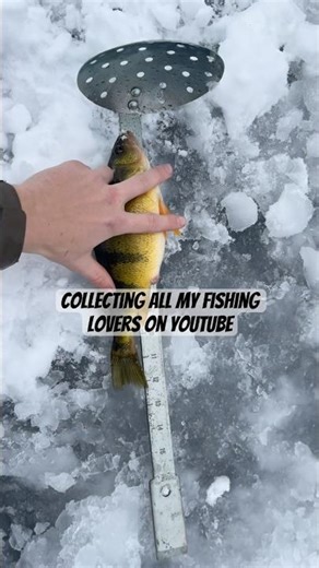 Like and SUBSCRIBE #wisconsin #fishing #icefishing #13fishing #perch #fishingvideo #fishinglife