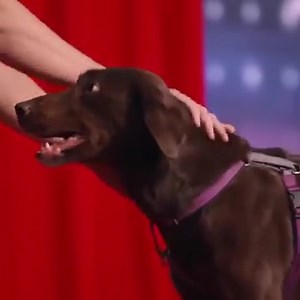 39K views · 883 reactions | HILARIOUS DOGS Replace The Judges on AGT! 100M Views Locked | American Talent Shows | Facebook