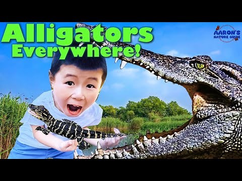 KIDS! 🐊 I Held a Baby ALLIGATOR!: Everglades Adventure 🌊 | Educational Kids Nature Show🌿