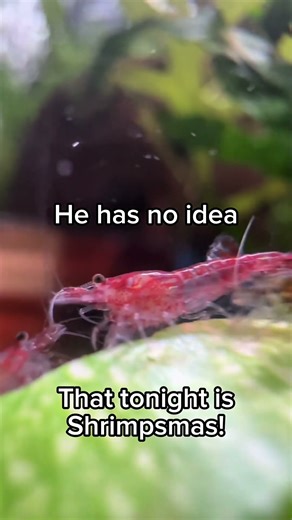 He has no idea… 🦐🎄