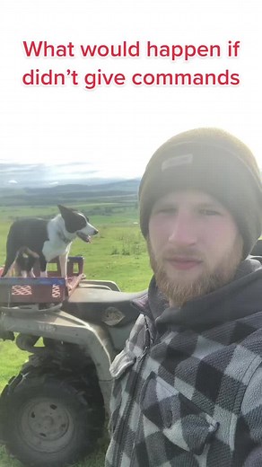 Understanding Sheepdog Training: Commands vs. Initiative