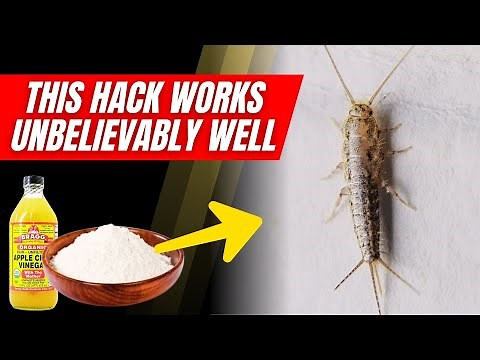How to Eliminate Silverfish from Your Home Quickly 🐛