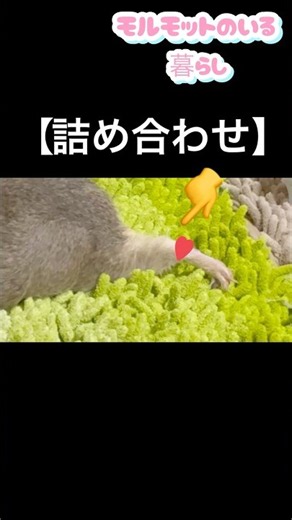 【モルモットの可愛いトコ詰め合わせ】