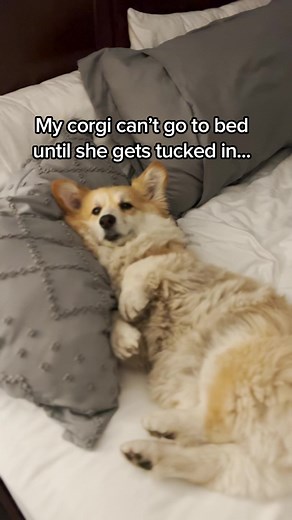 392K views · 10K reactions | Goodnight, little chonk | Maxine the Fluffy Corgi | Facebook