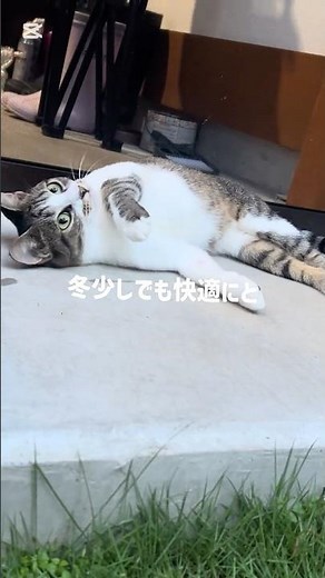 《野良猫》寒くなって来たので、さくら猫ココちゃんが快適に過ごせるよう冬支度！#野良猫 #冬支度 #外猫ハウス#猫のいる生活 #猫のいる暮らし