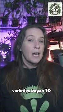 The Plant That Built Civilizations: The History of Corn (Maize)