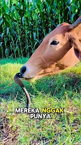 Why Are Cows Easy to Breed? #nature #cows