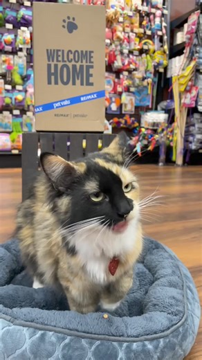 9.1K views · 37 reactions | Unlock some tips from our Animal Care Experts on #MovingWithPets, this time with your cats!  Maintaining routine, ensuring safety, patience and positivity is going to help keep the experience stress-free (Don't forget the cuddles and snuggles!) Check out the digital guide for more tips as you start your new home journey  https://www.petvalu.ca/moving-with-pets | Pet Valu | Facebook