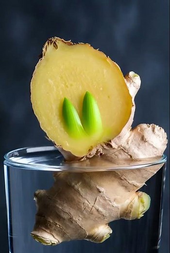 Ginger Root Growing Timelapse | Amazing Plant Growth in Water