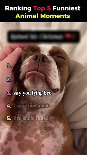 Ranking The Top 5 Funniest Animal Moments 🐶😂 #funnyanimals #rankingshorts
