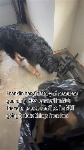 Cleaning the garage today with Franklin & Ellie. Franklin always keeps things interesting.😉😆🙃 Franklin has a history of guarding resources, but he has learned that I am not a source of conflict, a threat to his possessions or always going to take things from him. I’ve established clarity in cues and commands for him, ensuring he clearly understands. This also means he understands there are consequences to his behaviour, actions. He knows I’m fair in our interactions, which is essential for ma