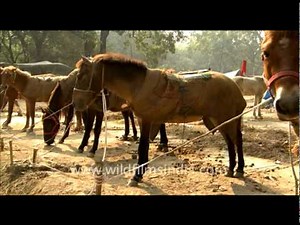 Horses at Sonepur Cattle Fair