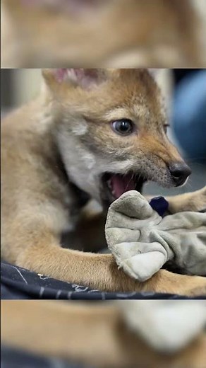 First cloned Red ‘Ghost’ Wolf
