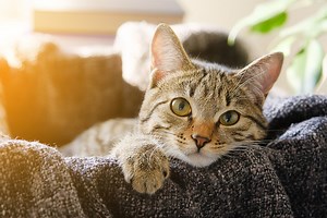 Home Remedies For Eye Infections In Cats - Cuteness