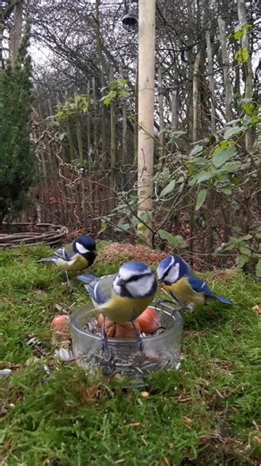 Gartenparadies123 on Instagram: "#specht #buntspecht #wildvögel #garten #meisen #birds #Birdwatching #naturelovers #birdreel #woodpecker #greattit #blaumeise"