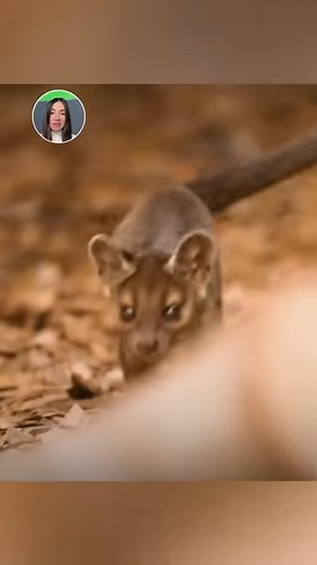 11K views · 437 reactions | The first rare fossa pups are born after almost a century! | Daily Mail Video | Facebook