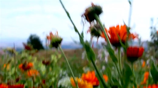 15K views · 454 reactions | Edible Flower Walk: Calendula | Kami McBride | Facebook