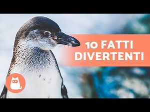 10 CURIOSITÀ sui PINGUINI che ti sorprenderanno 🐧