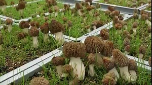 53K views · 1K reactions | Questo meraviglioso video è tratto dal The...