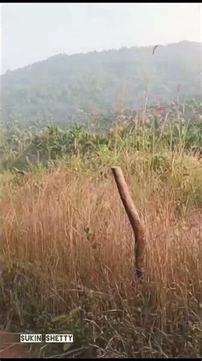 daily routine | jolly people | agriculture | mangloren