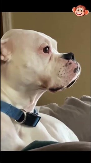 Cute but Crazy Dogs Compilation 🐕🤣🐶 .........[296]