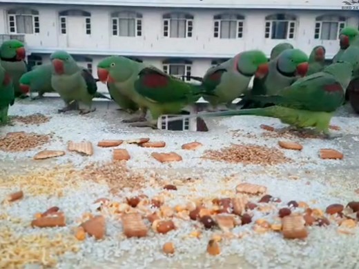 How to attract wild parrots to your balcony - Alexander parrots 🦜😊🕊️👍 | BIRD 24
