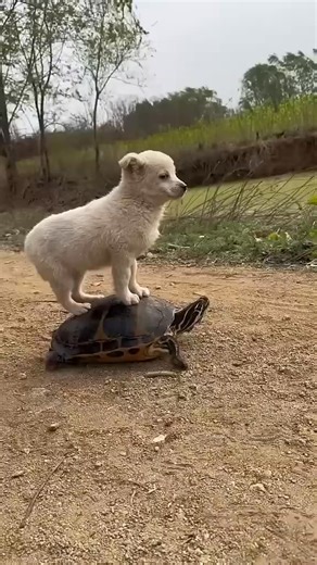 5.3K views · 35 reactions | Laughter is contagious… #funny | Author Danny Capel | Facebook