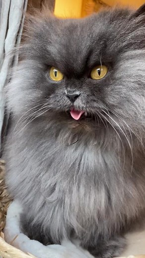 Warming up the meowcal cords 🔥🎵 #diva #meow #catsoftiktok #singit