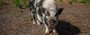 Are pigs smarter than a toddler? Uncovering the intelligence of the humble swine