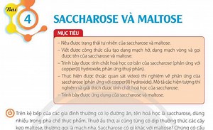 Bài 4: Saccharose và Maltose