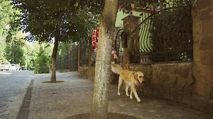 Free stock video - Charming young blonde woman walking the labrador dog on the leash on the street on a sunny day