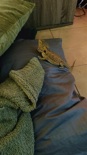 He’s just a gentle baby 🥰❤️ #beardie #beardeddragon #pet #fyp #fyppp