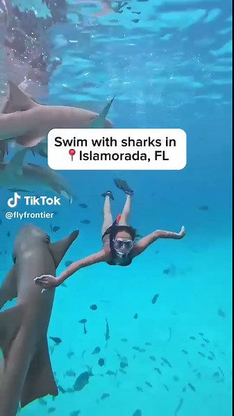 3️⃣0️⃣ years of Frontier! 🎉 To celebrate, we're giving away a once in a lifetime animal experience! Enter for your chance to win and get up close and personal with some of the amazing animals featured on our plane tails. You could win a trip to... 🦈 Swim with Sharks in Islamorada, FL with @Islamorada Dive Center 🌴 Hang out with Manatees in Crystal River, FL with Discover Crystal River Florida ⛰️ Play with Wolves in Woodland Park. CO with @CO Wolf & Wildlife Center 🌊 Watch Orcas in the San Ju