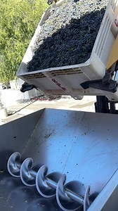 Cabernet Franc uva 🍇 para vino 🍷 | Martínez Farming