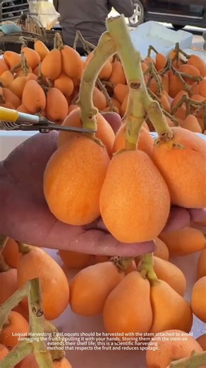 Fresh loquat harvesting and pruning process#fruit
