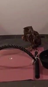 21 reactions · 18 comments | How does an owl sneeze? | Talon'ted | Facebook