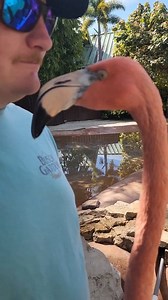 8.3K views · 130 reactions | ALVIN... a super friendly and curious FLAMINGO!! 囹珞 The up close Flamingo Tour was one of the newer tours at SeaWorld Orlando . We were able to enjoy it on our December visit! Fun tour!! SeaWorld #seaworld #seaworldorlando #seaworldparks #flamingo #flamingos #flamingolove #visitorlando #visitflorida #cute #cuteanimals #justoutnabout | Just Out 'n About | Facebook