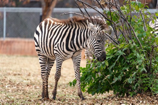 Oklahoma City Zoo welcomes new zebra foal