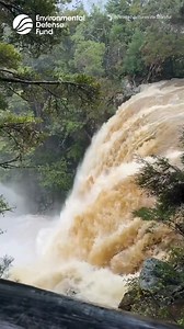 Cyclone Tam battered New Zealand on Thursday, April 17, causing widespread flooding and damage. North Island was hit hardest on Thursday, with homes struck by fallen trees after wind speeds of 120km/h lashed the area. Heavy rain was expected to impacted South Island and lower North Island on Friday as the storm system moved southward, according to local news. A usually calm Rainbow Falls, or Waianiwaniwa, was seen raging; video also shows flooding in Bay of Islands and a downed tree in Russell, 