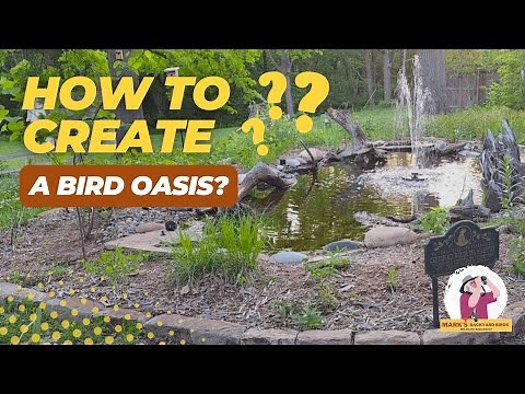 How to Create a Bird Oasis