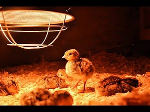 Preparing for Day-Old Chicks | Brooding Setup, Chick Spacing & Poultry Drugs