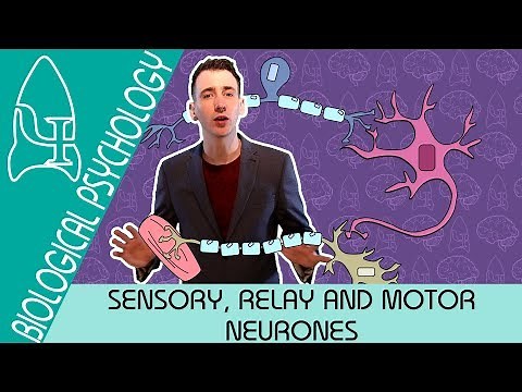 The Reflex Arc: Sensory, Relay and Motor Neurons - Biological Psychology [AQA ALevel]