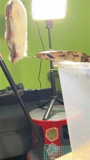 HANCOCK | Boa Constrictor Imperator (BCI) | #strike #short 👑🎬 (29.08.25)