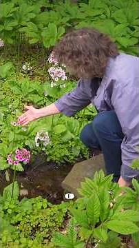 A Tour Down PRIMROSE PATH #garden #gardening #primrose